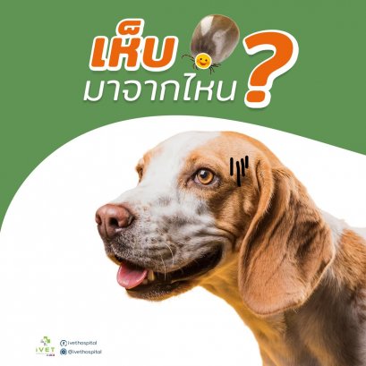 เห็บมาจากไหน?